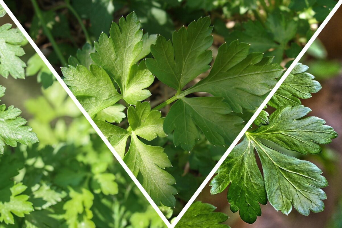 Городники розповіли, що треба зробити з петрушкою, щоб вона швидше проросла