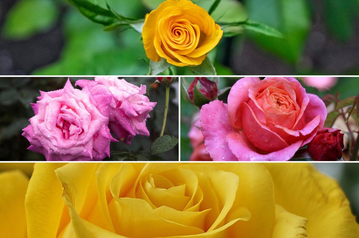Квітникарі розсекретили пʼять сортів троянди, які стійкі до спеки
