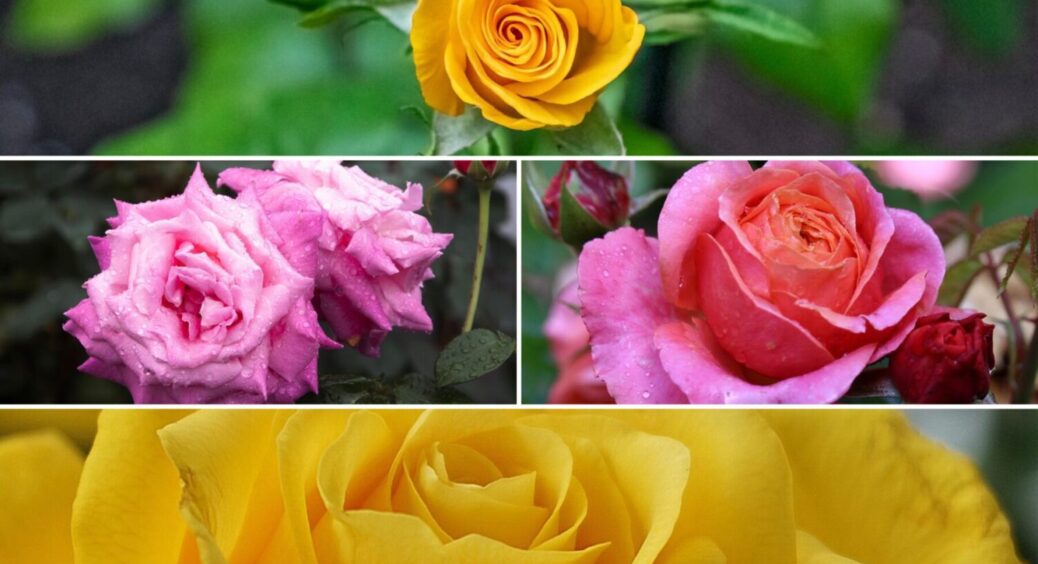5 сортів троянд, які витримують рекордну спеку на Одещині: бутони не опускаються ніколи! 