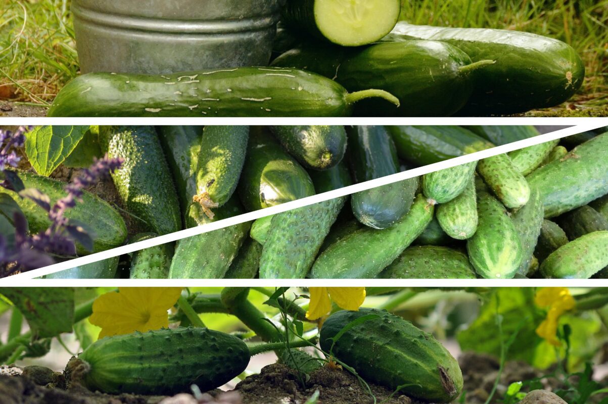 Городники розповіли, чим полити огірки після появи паростків для великого врожаю