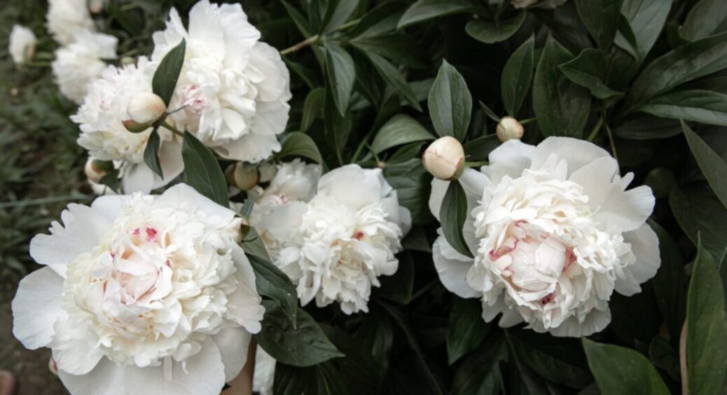 Бутонам півоній не дають розкритися вони: ось як надовго попрощатися з мурахами в саду 