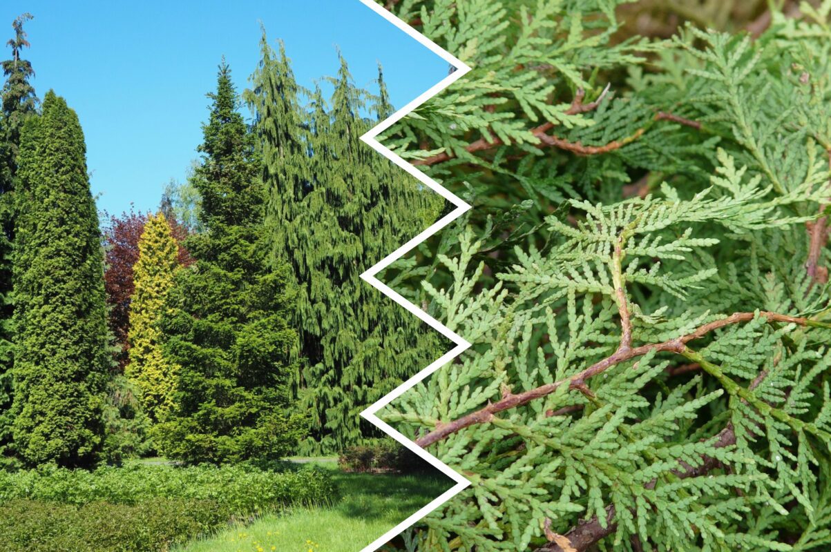 Садівники розповіли, чим прямо зараз підживити тую, щоб росла вдвічі краще