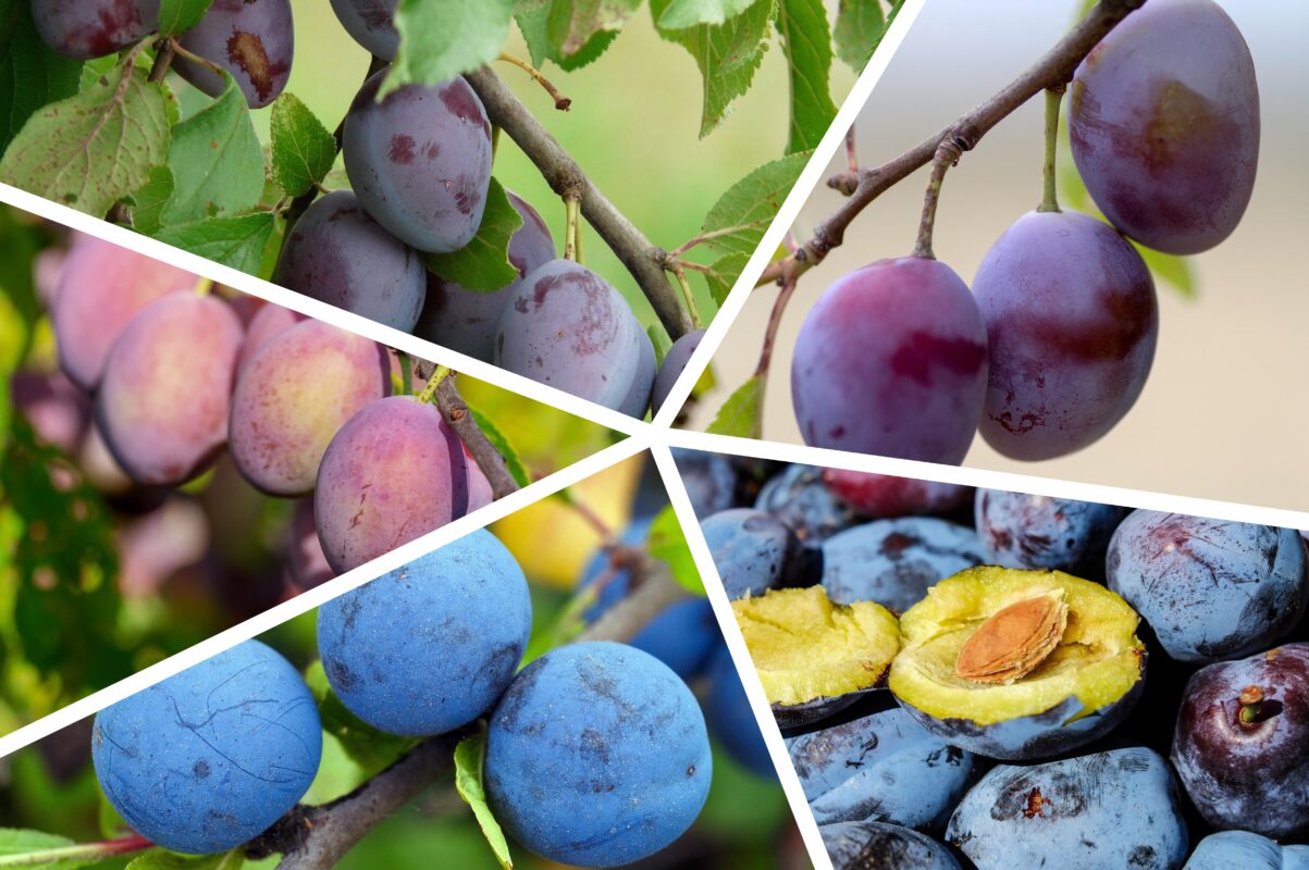 Садівники пояснили, які 3 сорти слив стали популярними влітку-2025