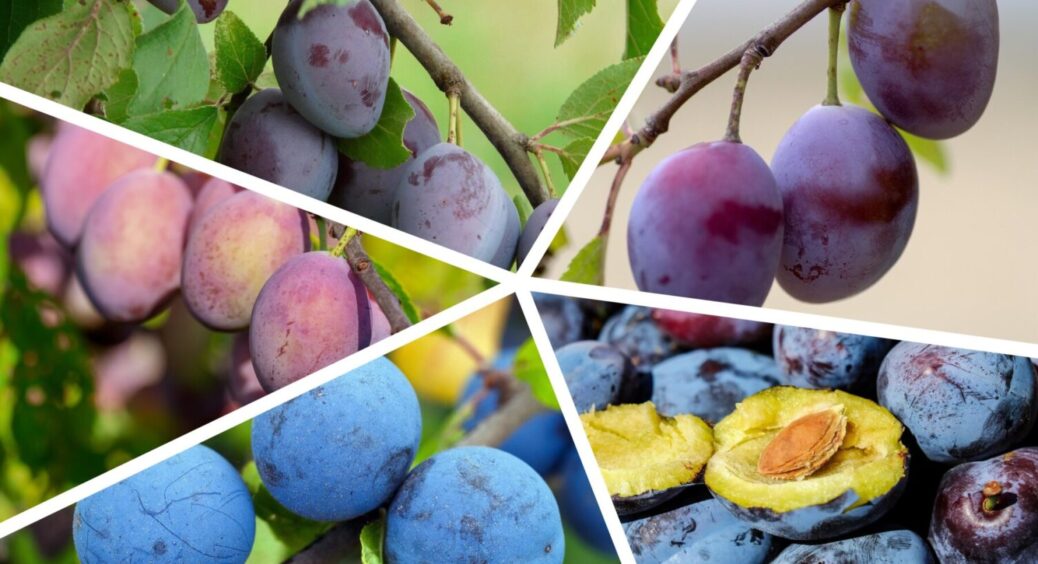 Найсолодшими влітку-2025 визначили ці 3 сорти слив: садівники вже озвучили їх назву 