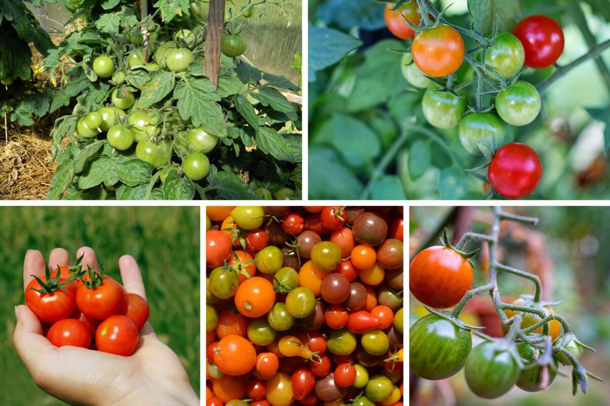 Агрономи розсекретили найгірші сорти томатів для посадки в 2025