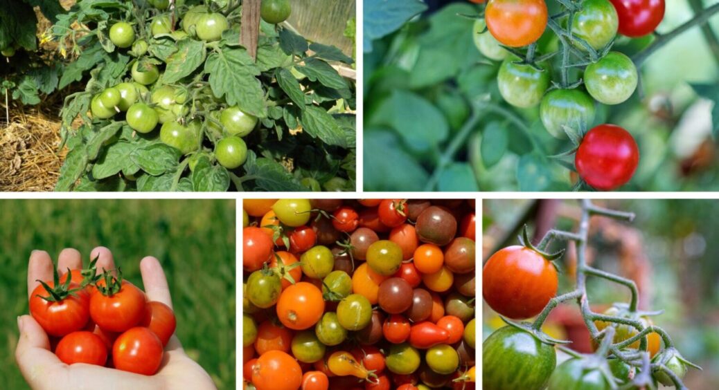 4 сорти, про які краще забути: ці томати не дадуть врожаю – розчарування 2025 року 