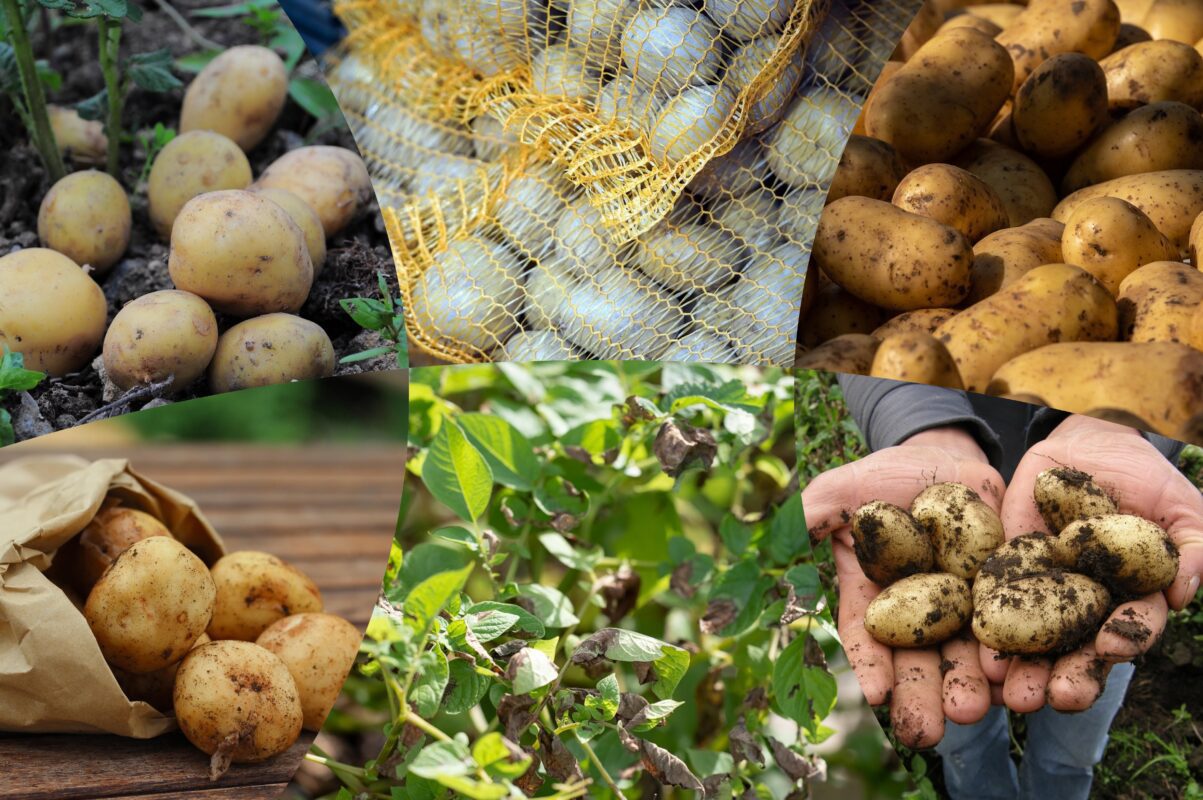 Городники розсекретили сорти картоплі, які стабільно дають високий врожай