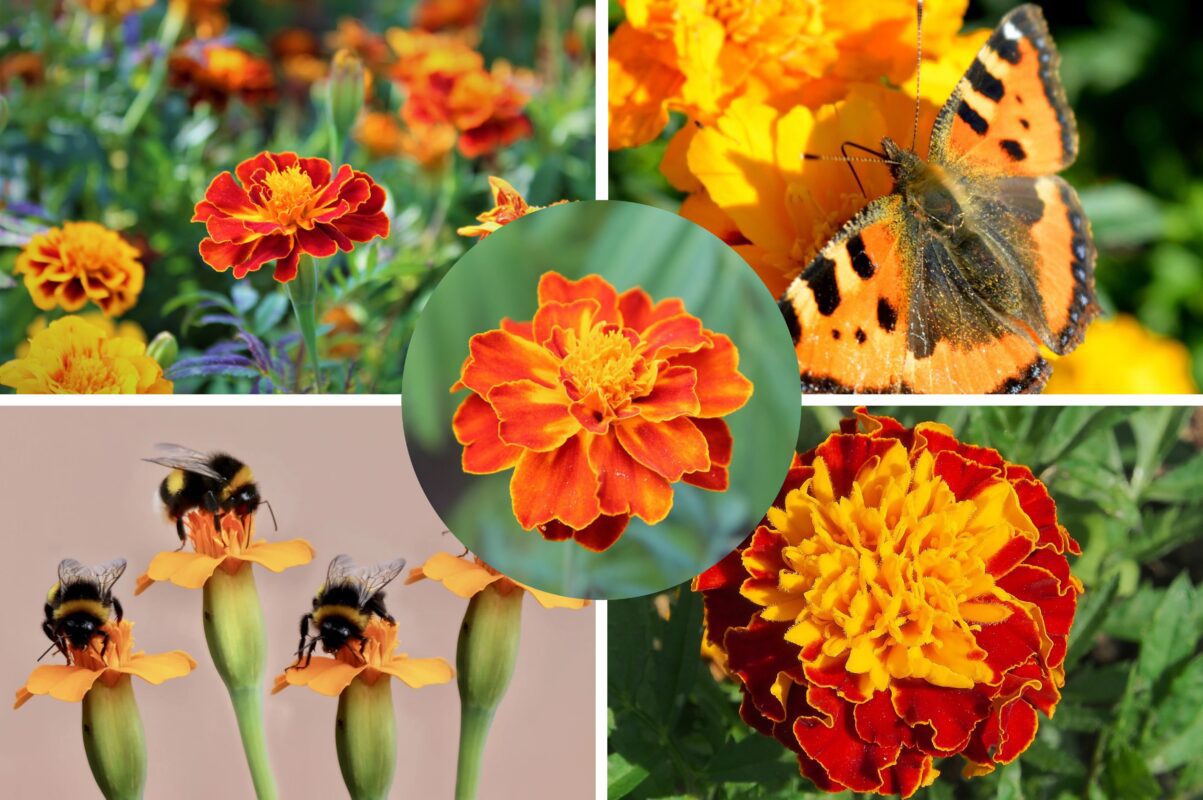 Дачники розповіли, навіщо закопувати сухі чорнобривці на городі