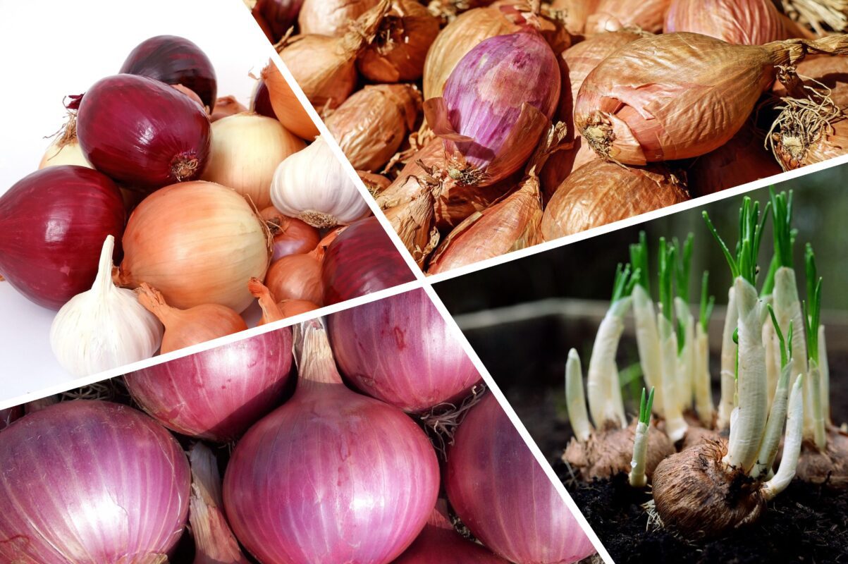 Дачники розповіли, як виростити велику та красиву цибулю 