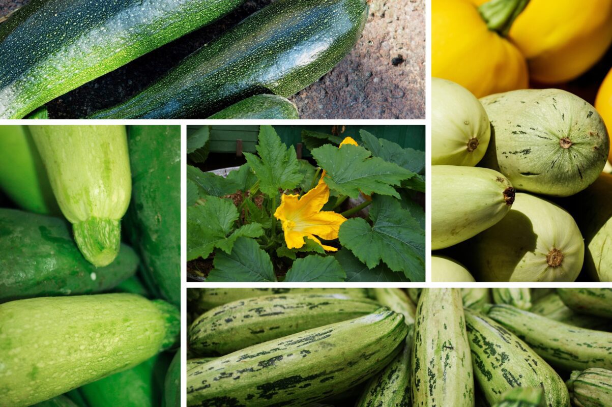 Агрономи назвали три сорти кабачків, які стійкі до посухи й спеки