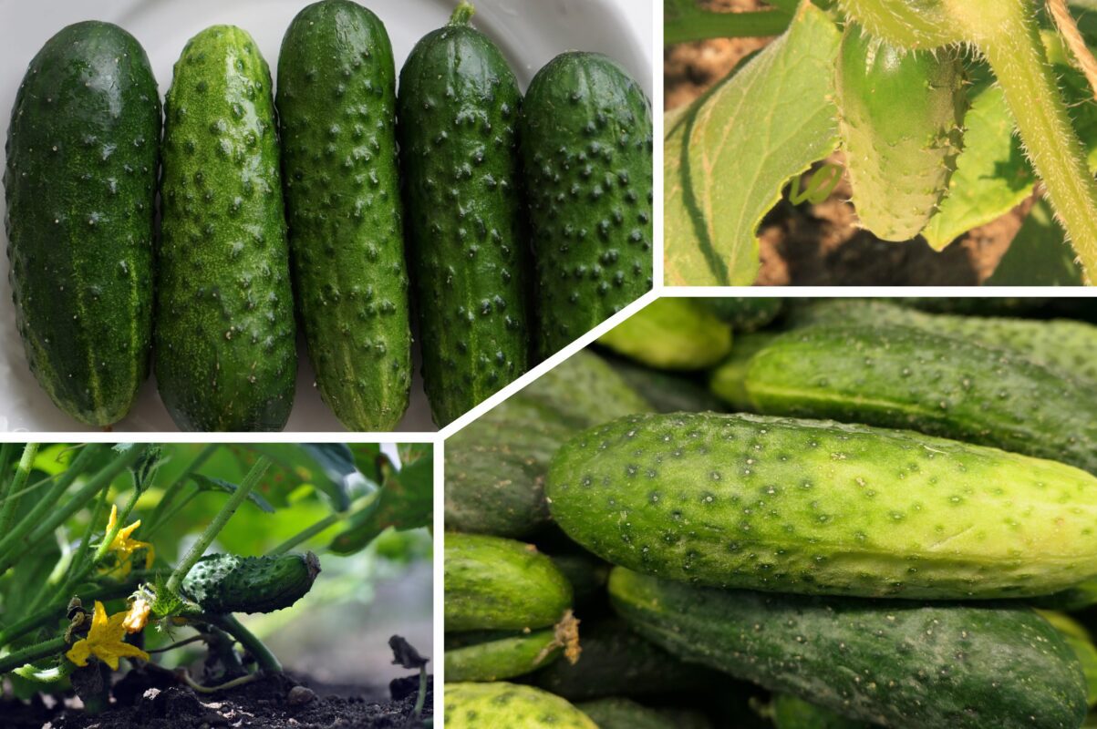 Городники назвали найкращі сорти огірків, які стабільно дають багатий врожай