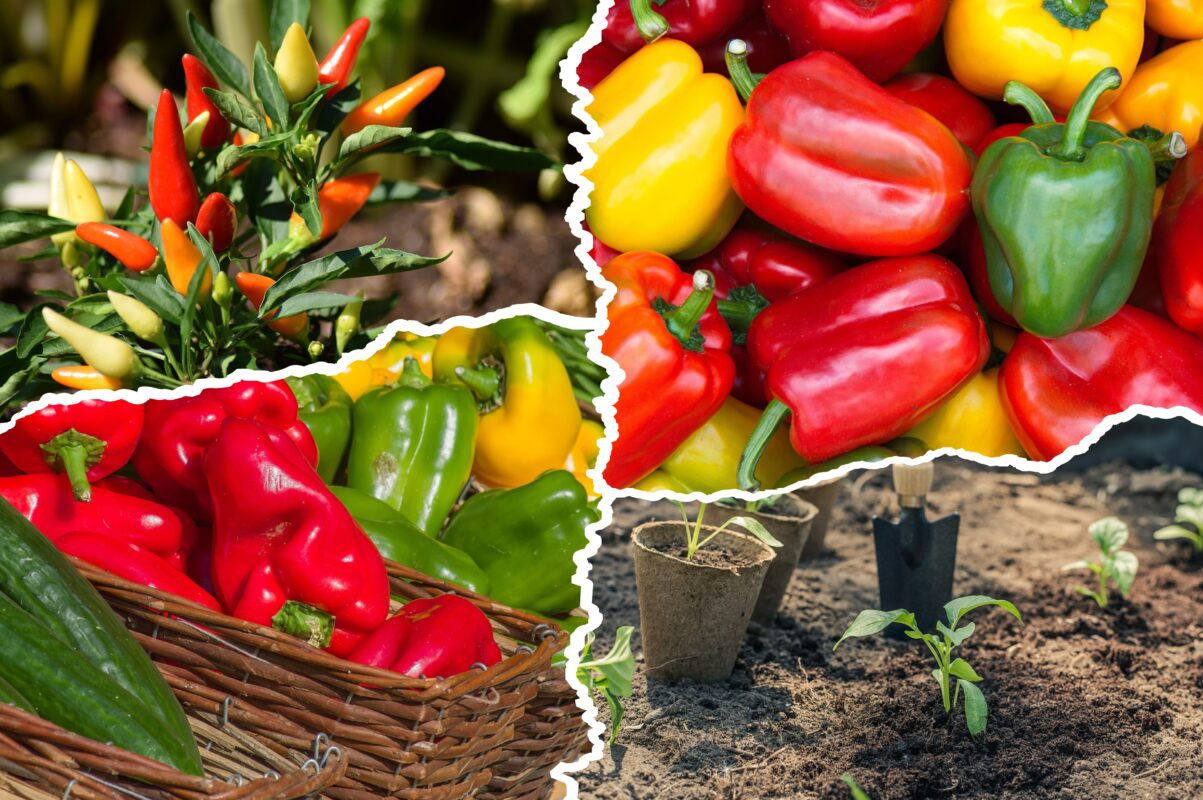 Садівники пояснили, які сорти перцю найкраще ростуть на Львівщині