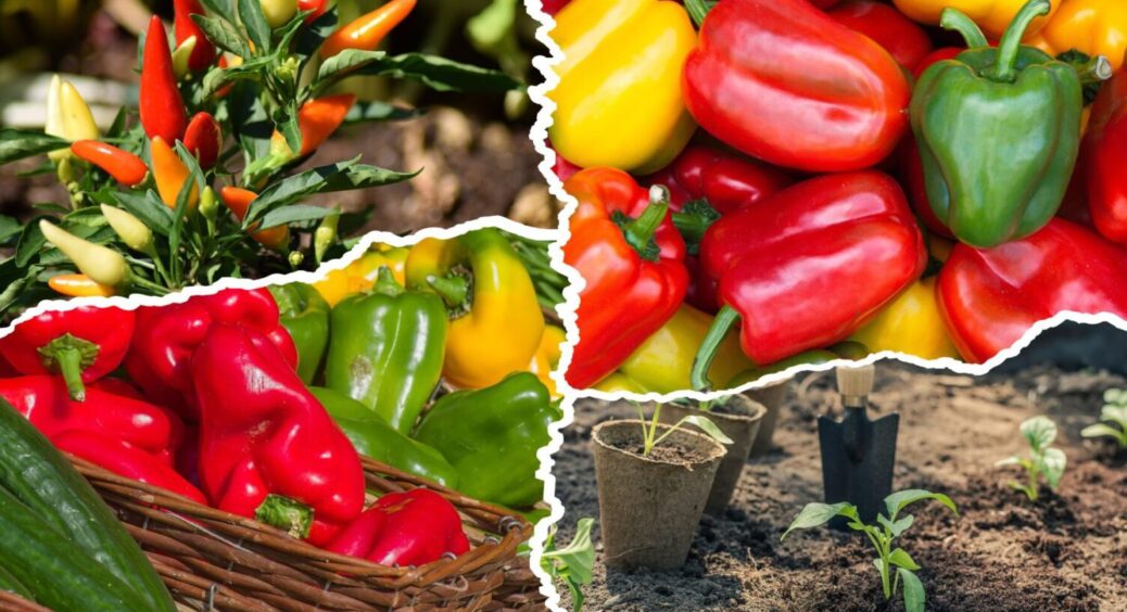 Перці-рекордсмени вродять раніше, ніж у сусідів: львівʼянка розповіла, як втирає всім носа 