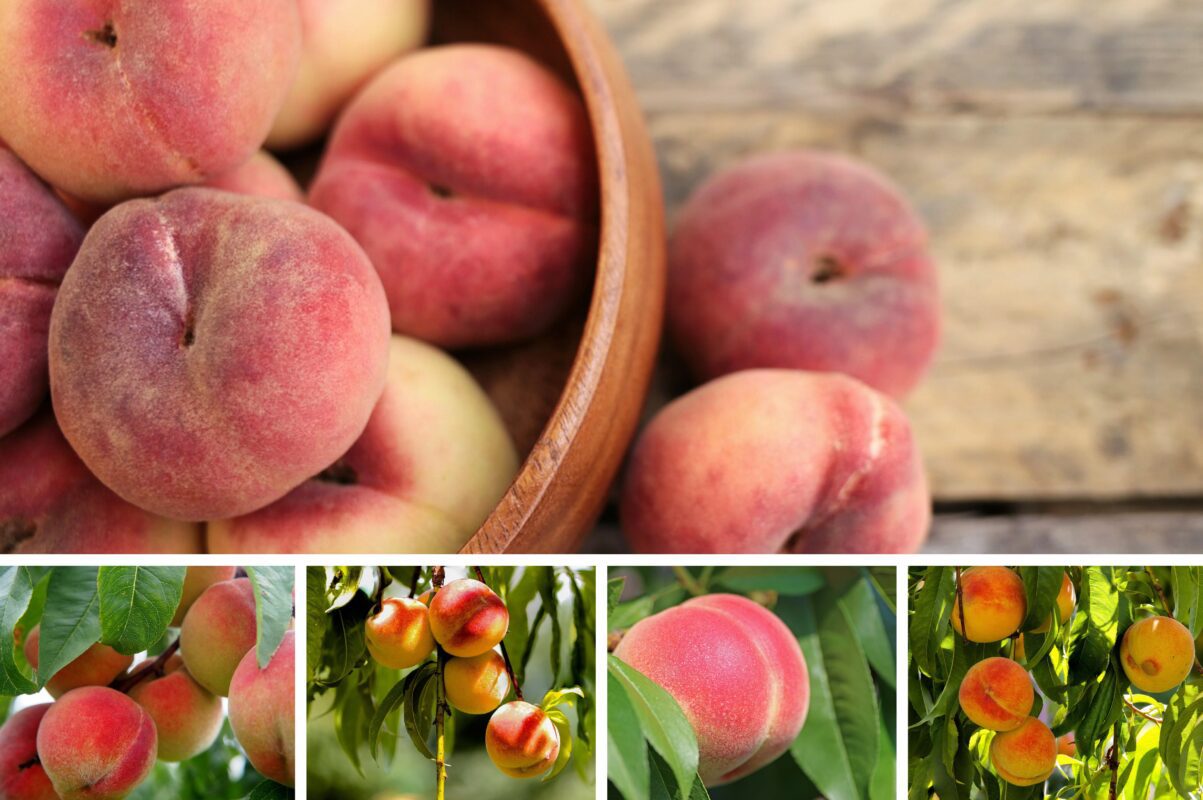 Садівники розсекретили найкращі сорти персиків – солодкі, як мед