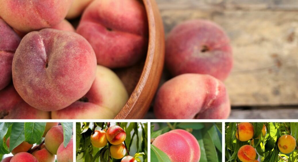 5 сортів персиків, які ідеальні для вирощування на Чернігівщині — стійкі до хвороб, і не тільки 
