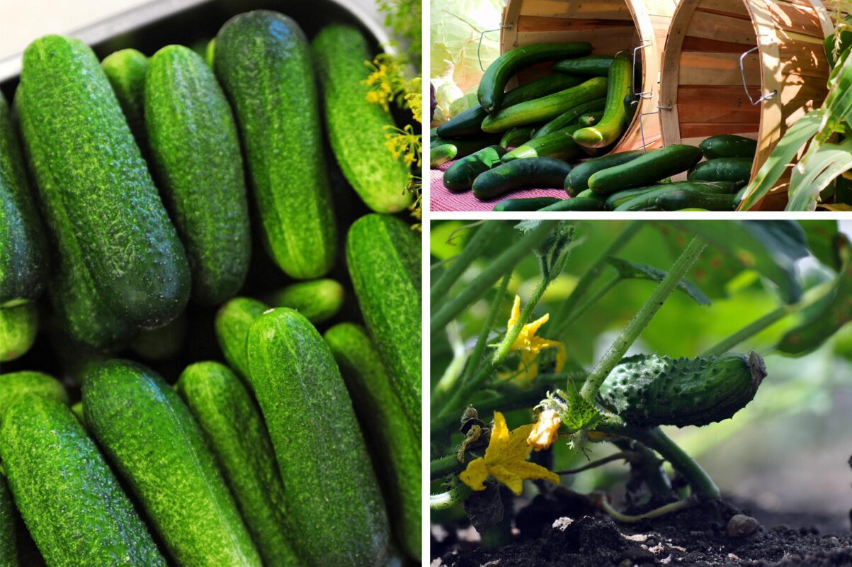 Негібридні сорти огірків