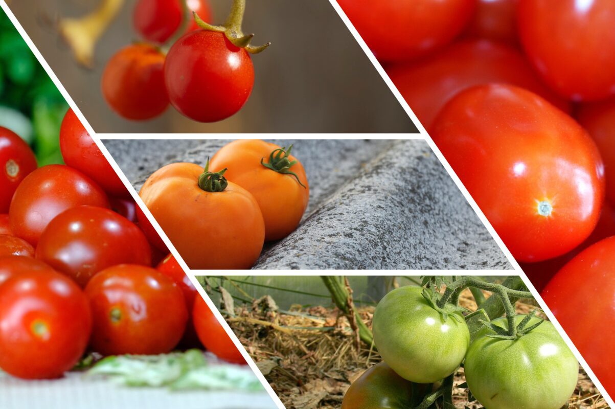 Городники розповіли незвичний метод, як покращити врожайність томатів пивом