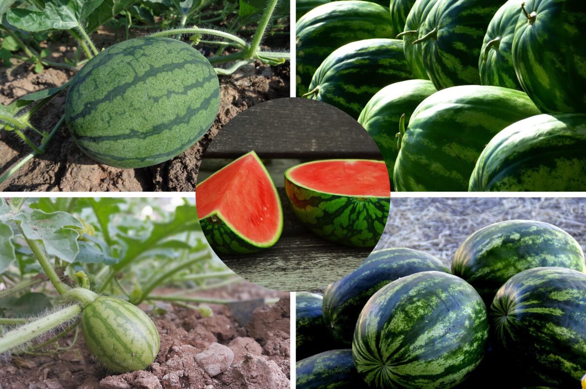 Агрономи назвали найкращий сорт кавуна для вирощування в Україні