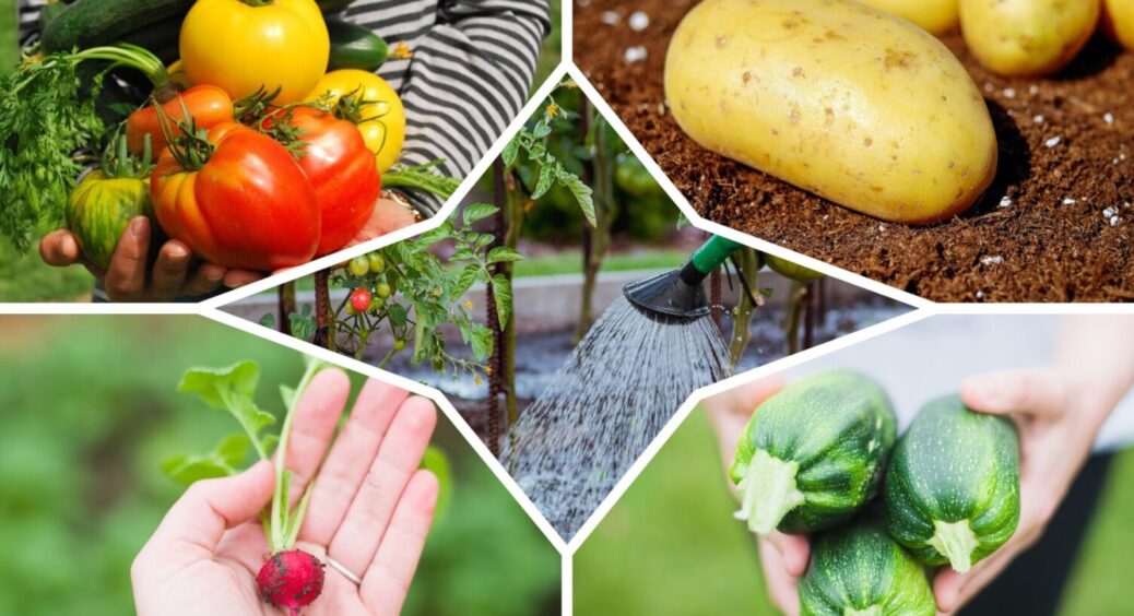 Що обирають городники – фунгіциди чи інсектициди: в чому різниця та коли застосовувати в 2025 