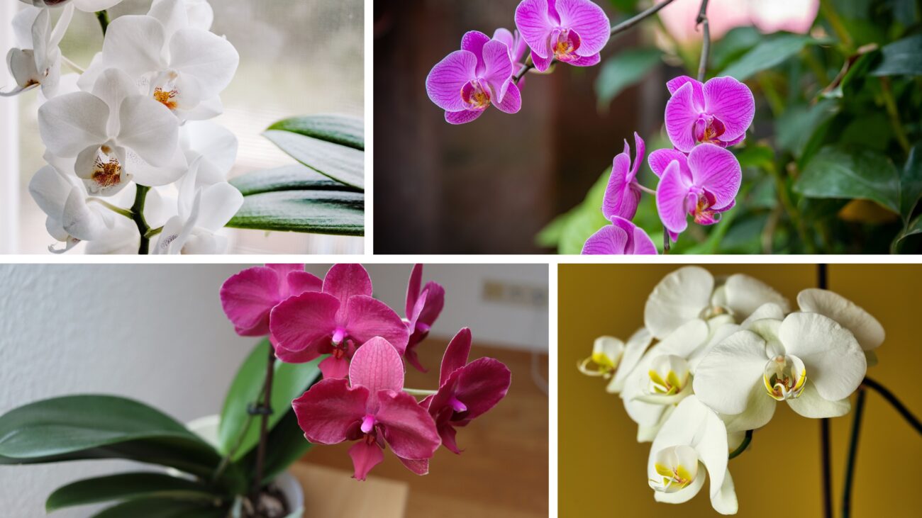 Квітникарі розповіли, як зрозуміти, коли потрібно пересаджувати орхідею