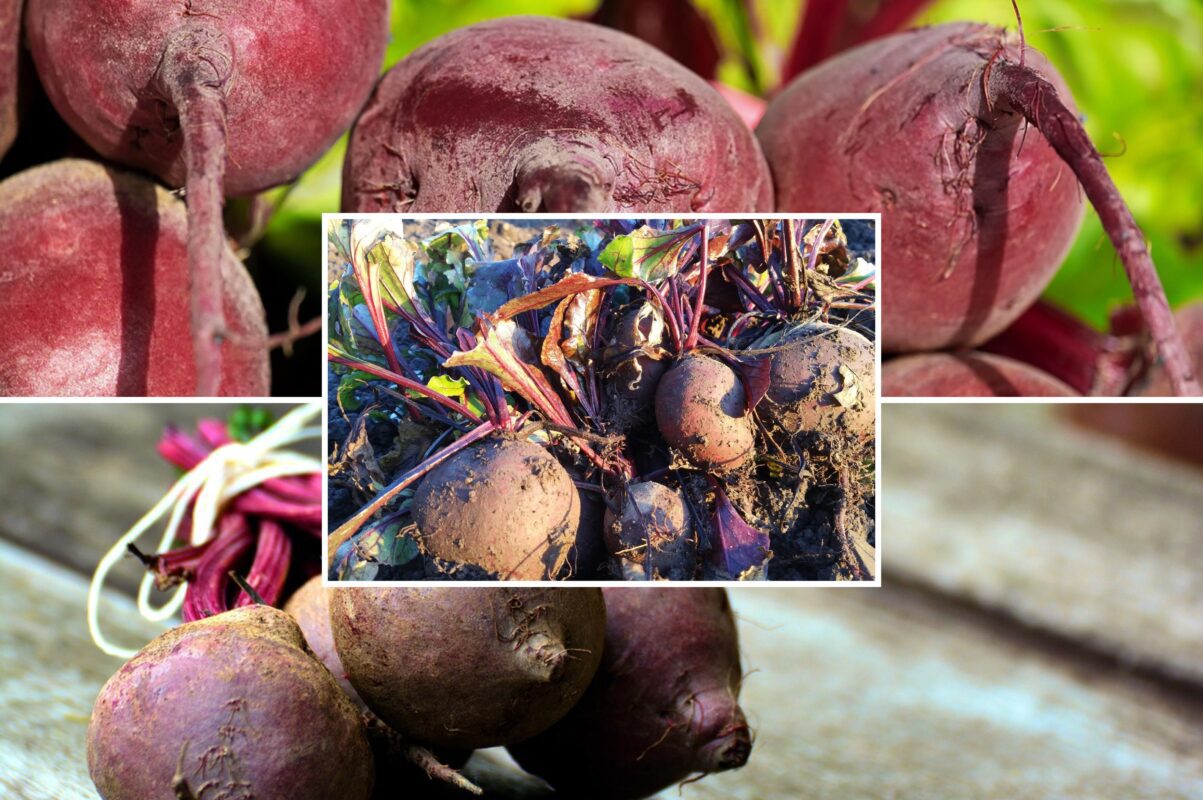 Городники розповіли, чим підкормити буряк для вдвічі більшого врожаю