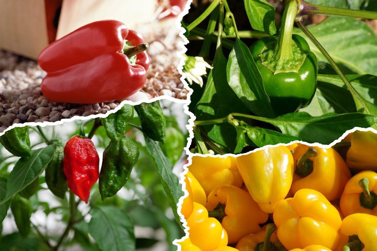 Садівники пояснили, чим відновити кущі перцю після спеки