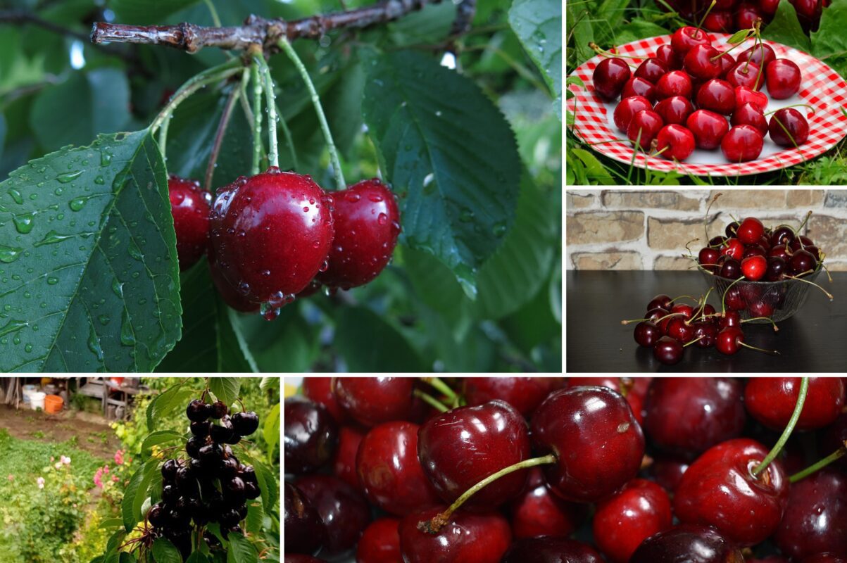 Садівники розповіли, як позбутись червʼяків в черешні раз і назавжди