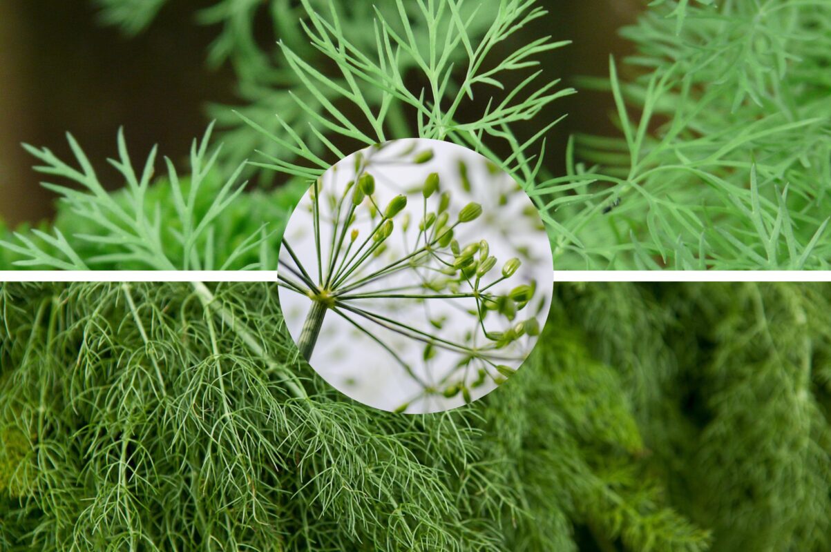 Городники розповіли, як посіяти кріп, щоб він зійшов за лічені дні