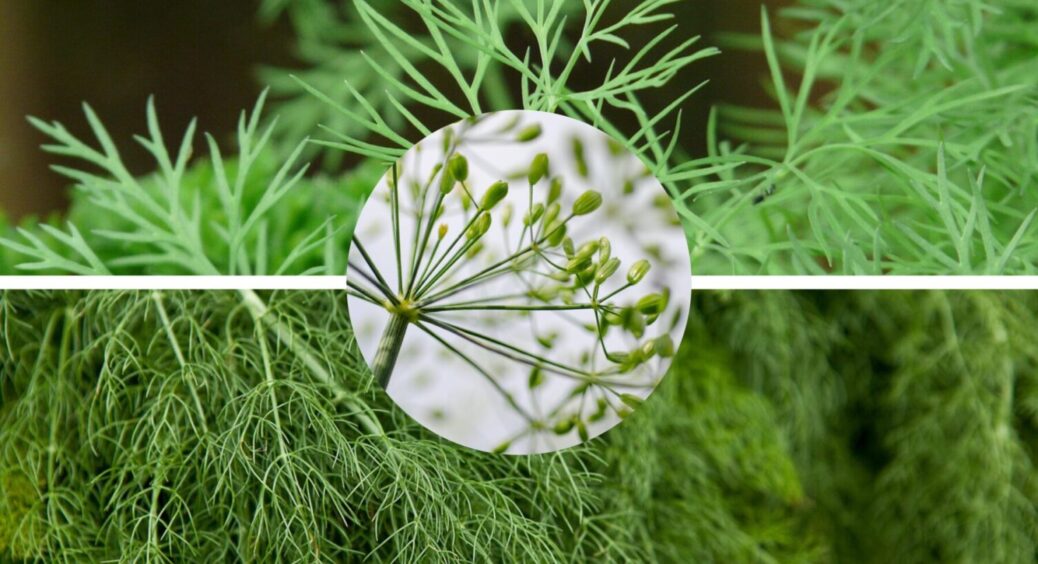 Садимо з розумом, а не з календарем: посійте другу хвилю кропу після злив – зійде за 3 дні 