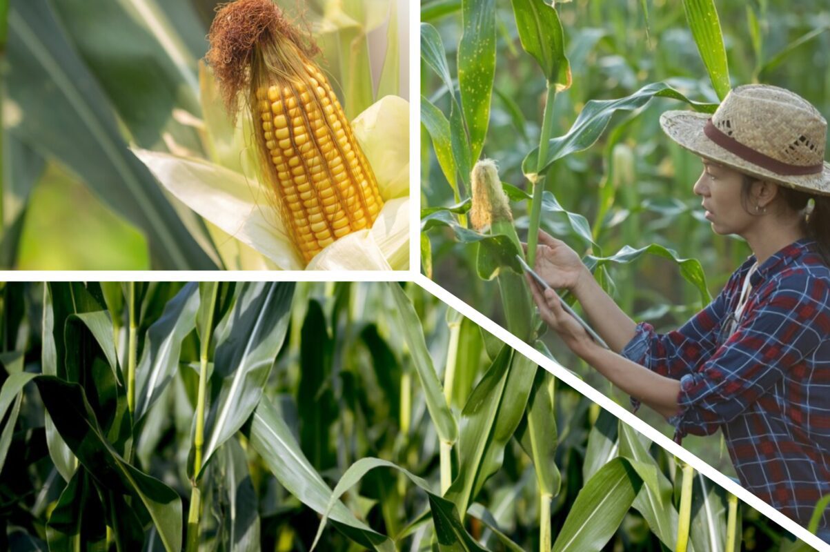 Експерт назвав сорти кукурудзи з найсмачнішим насінням