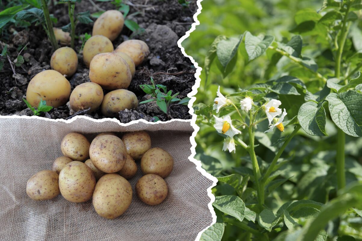 Агрономи назвали найкращий сорт картоплі, який дає лише великі бульби