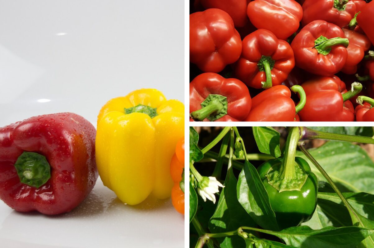 Агрономи розсекретили найврожайніші сорти перцю, які дають солодкі плоди