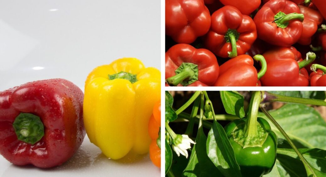 Цей перець росте як на дріжджах на Полтавщині: 3 найкращих сорти – витримують всі приморозки 