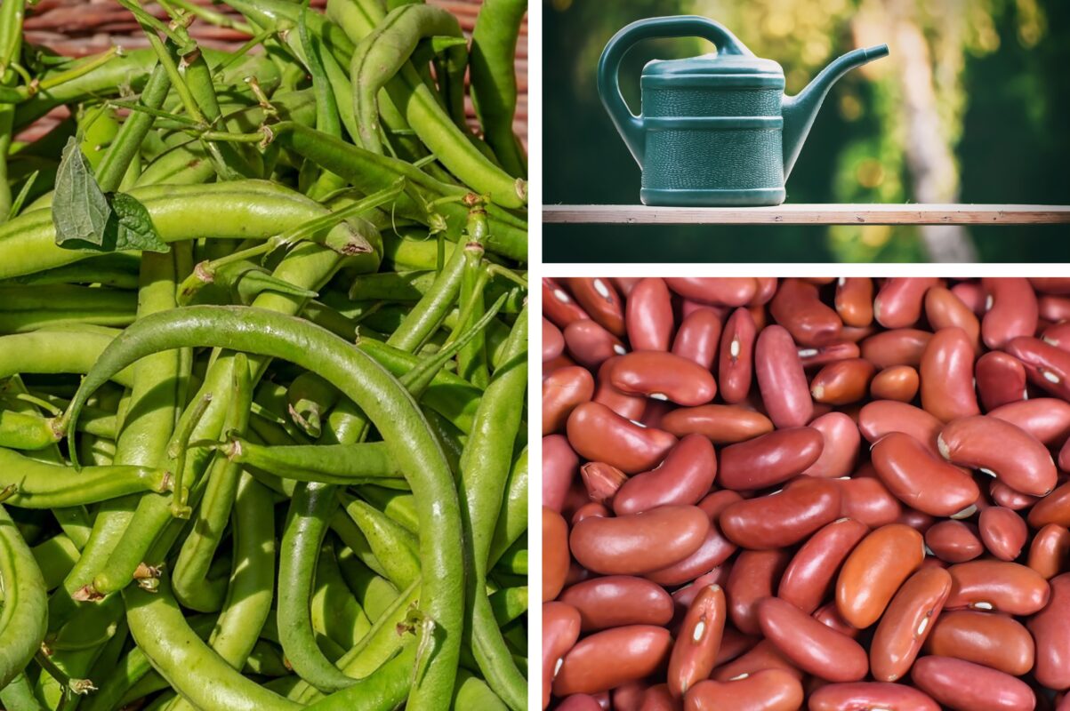 Городники назвали конкретну дату, коли краще садити квасолю для великого врожаю