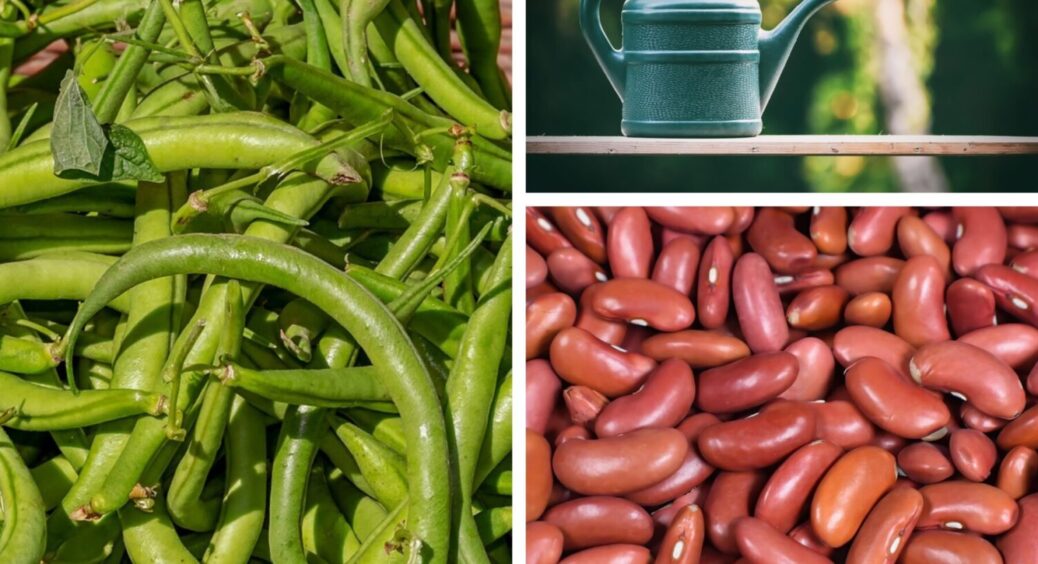 Влітку чи навесні – коли краще? Стала відома конкретна дата, коли сіяти квасолю для МЕГА врожаю 