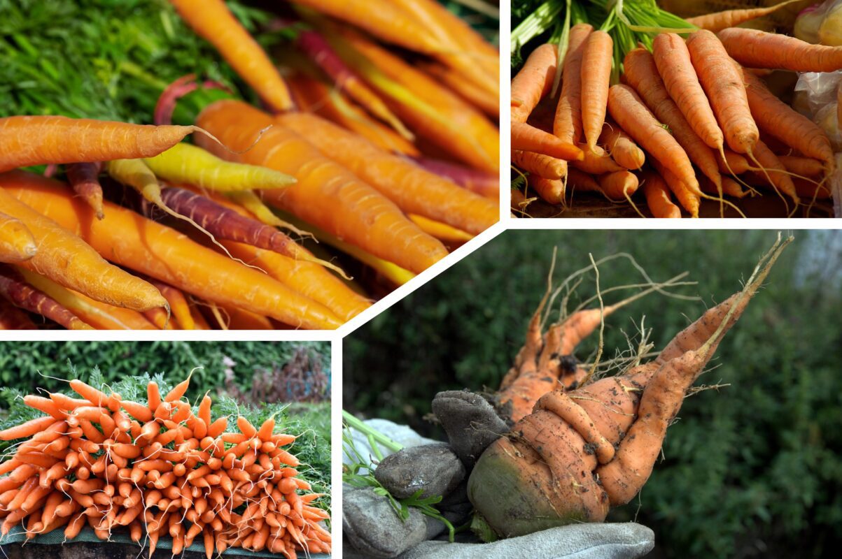 Городники розповіли, чим підгодувати моркву, щоб вона виросла великою й хрумкою