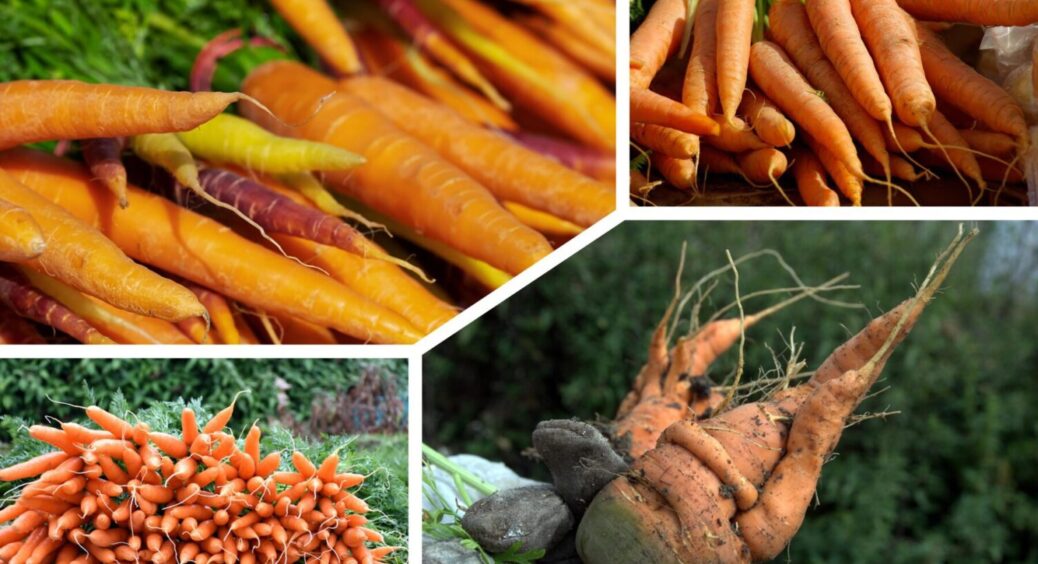 Найкраща підживка 2025: чим підкормити моркву на Полтавщині, щоб виросла великою й хрумкою 