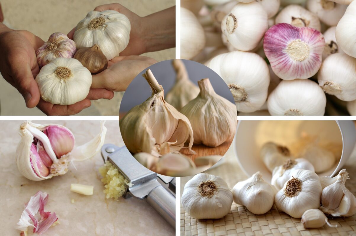 Городники розповіли, чим підкормити часник, щоб він не жовтів