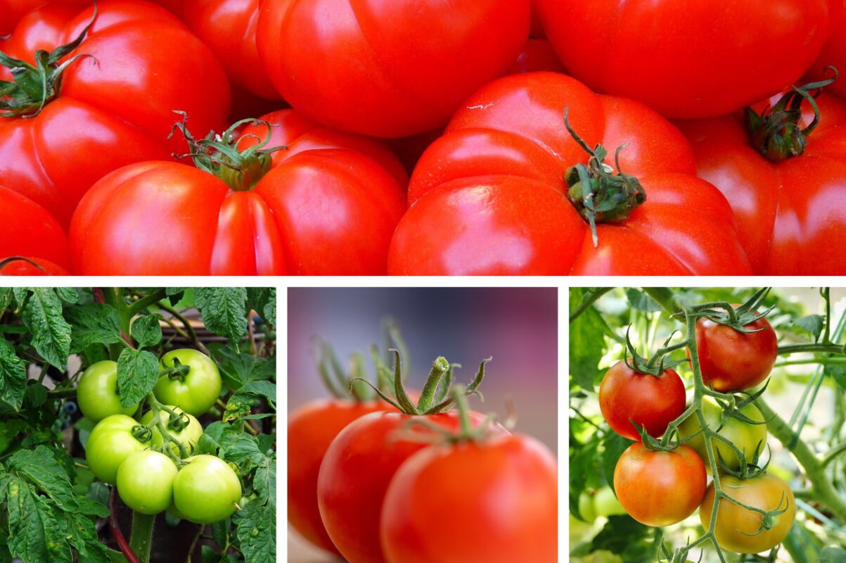 Дачники розповіли, що зробити з томатами після садіння у відкритий ґрунт