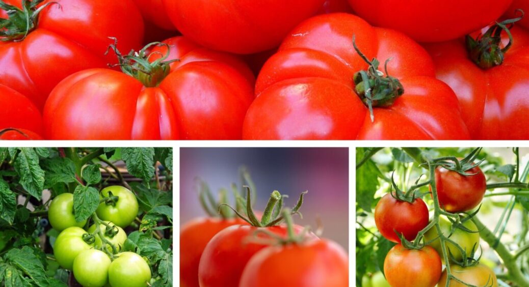 Томати посадили, але дещо забули: 2 дії, які треба зробити з помідорами на Черкащині в 2025 