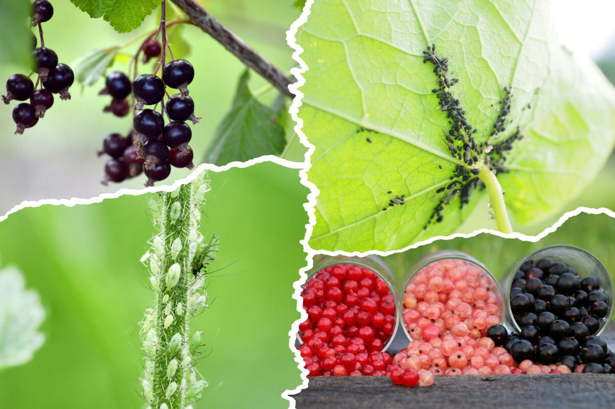 Садівники розсекретили дієвий спосіб, як позбутись попелиці на смородині