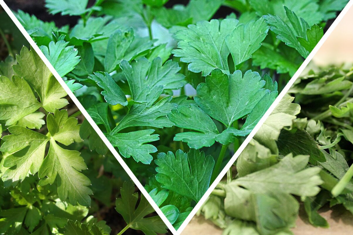 Господиня розповіла, як виростити багато петрушки під зиму 