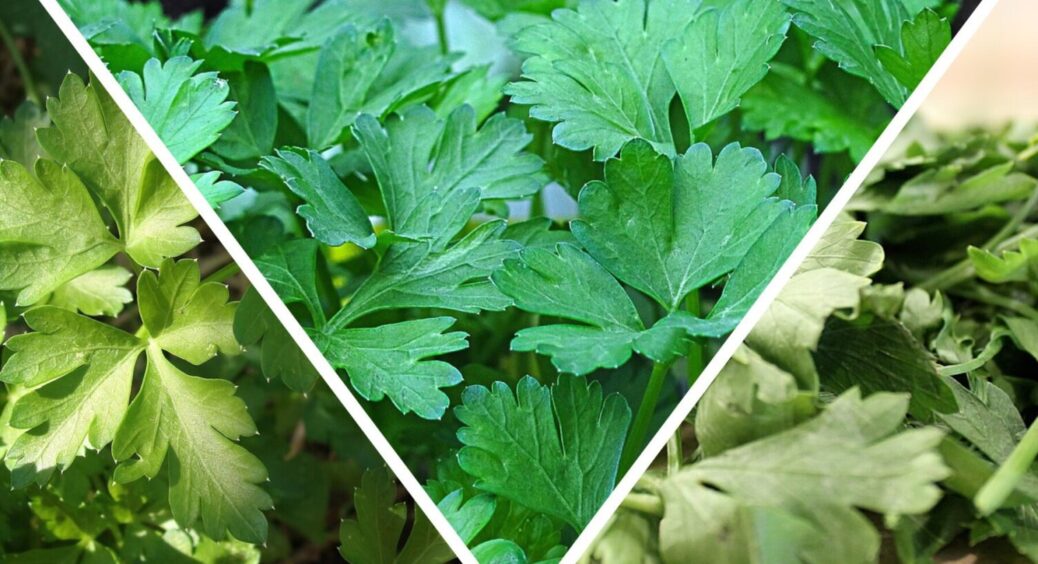 Ось чому у вас не росте петрушка: головний ворог прямо у ваших руках, а ви і не знаєте 