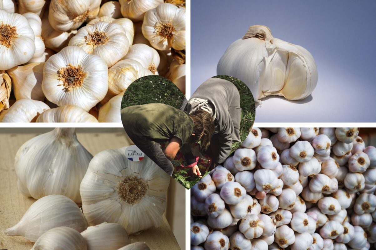 Досвідчені дачники розповіли, яка користь від лушпиння часнику на городі