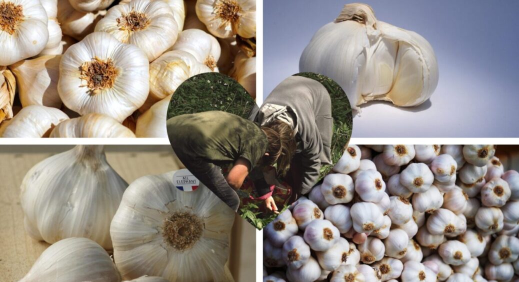 Ніколи не викидаю – ВАУ-ефект одразу: як лушпиння часнику може бути корисним на городі в 2025 