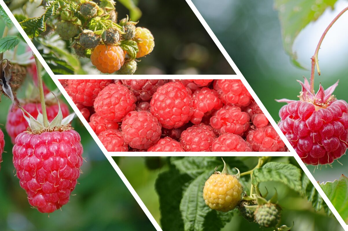 Садівники розповіли, чим полити малину, щоб збільшити врожай вдвічі