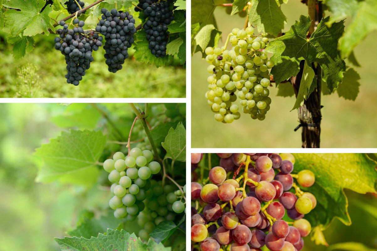 Садівники розсекретили найкращу підгодівлю для винограду в червні 2025