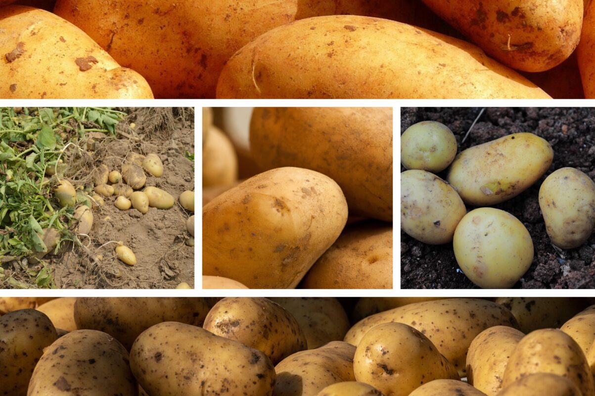 Агрономи назвали три сорти картоплі, які слід посадити в травні