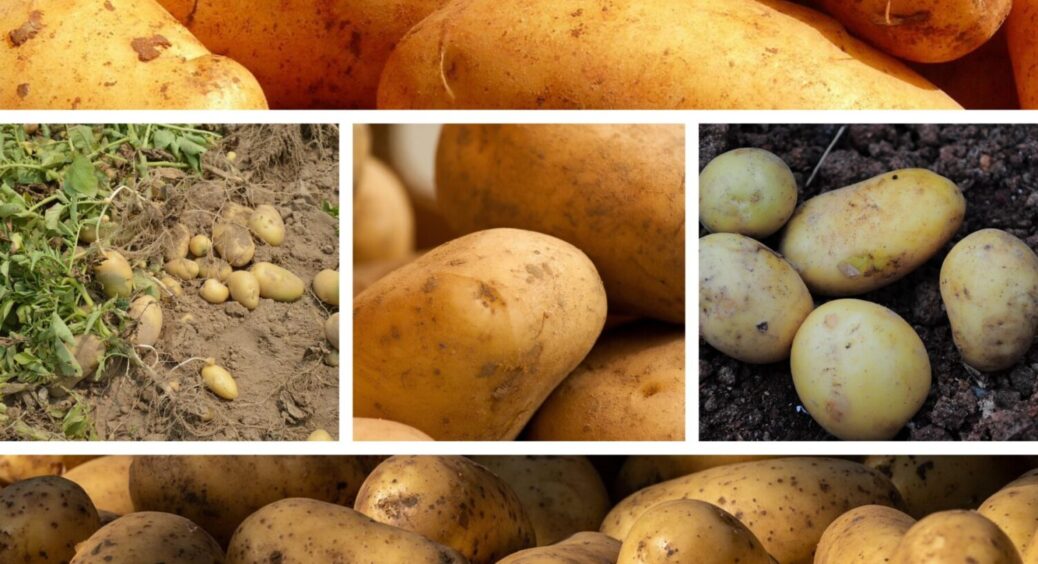 Посадіть ці 5 сортів бульби в травні: найкраща картопля для висаджування на Львівщині в 2025-му 