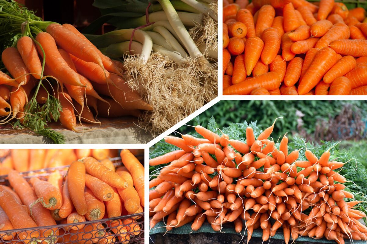 Городники розсекретили, чим підкормити моркву в кінці травня 2025